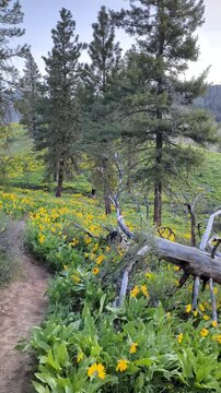 Beautiful hillside covered in blooming yellow arrowleaf balsamroot wildflowers along a dirt hiking trail in a pine forest at sunset