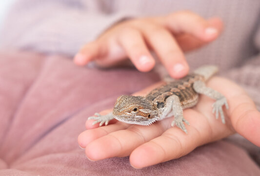 Baby of bearded agama dragon on hands taming at home