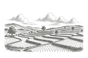 Fototapeta premium Intricate woodcut style vector illustration of traditional terraced rice fields landscape following the contour of the hills and valleys