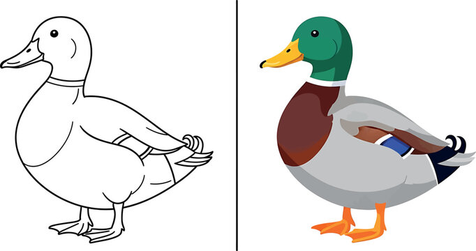 Coloring book illustration of a mallard duck for kids