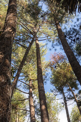 Fototapeta premium Looking Up Through Tall Pine Trees