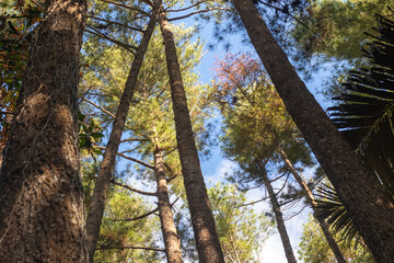 Fototapeta premium Looking Up Through Pine Trees Towards Sky