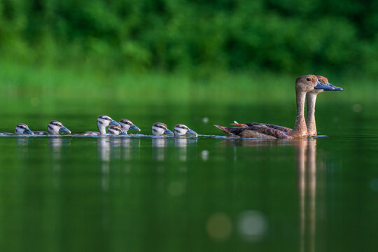 View of a family of lesser whistling ducks with ducklings swimming in a row on calm green water with a lush forest background Joypurhat, Rajshahi Division, Bangladesh.