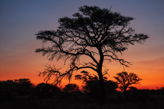 Kalahari Sunset, a red glow in the sky and a silhouette of trees, Kalahari Research Center, Vanzylsrus.