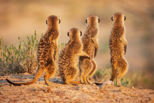 Meerkats, Suricata suricatta, at the den at sunrise, in a row, rear view and upright stance.