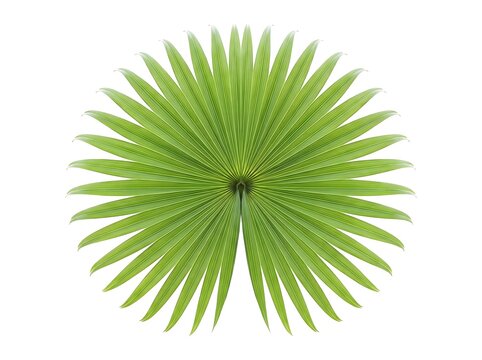 Top view of a detailed green fern frond forming a circular radial pattern against a white background with vegetation tropical botanical environment isolated close-up