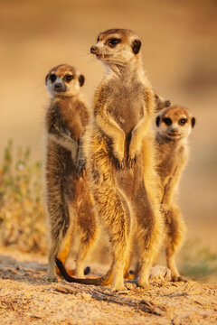 Meerkats, Suricata suricatta, at the den at sunrise.