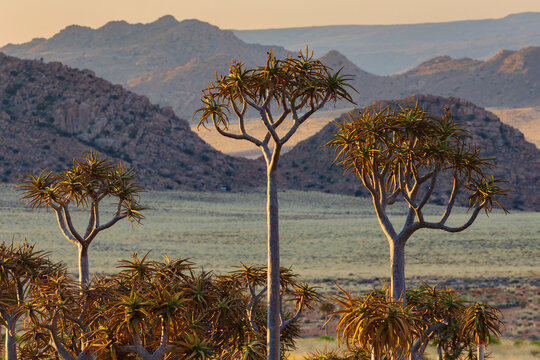 Quiver Tree Forest, the tall trees with branching canopies,  and view over the landscape and mountain range. 
Kamassies,