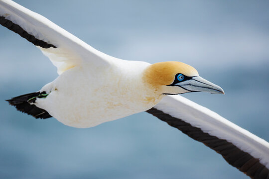 Closeup of a Cape Gannet in Flight in the air above 
Lambert's Bay