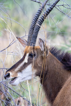 a portrait of a sable antelope