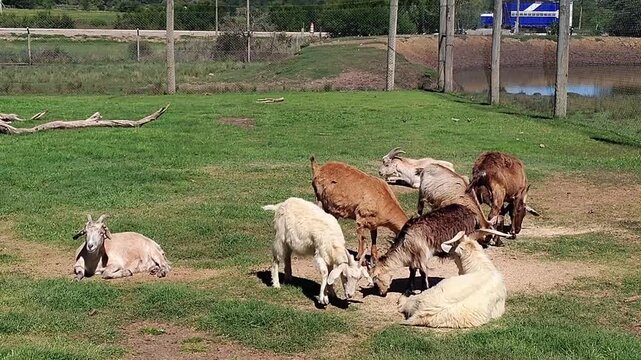 A group of goats and sheep are lying and resting on a grassy patch enclosed by a wooden fence, Talice Eco Park; Flores department; Uruguay