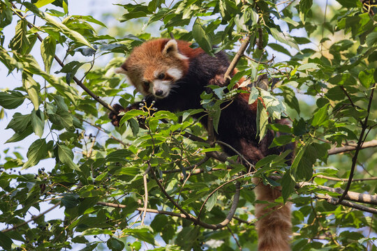 Red Panda in a Tree
Chengdu, Sichuan, Kham Tibet,