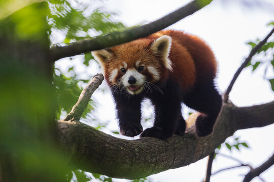 Red Panda in a Tree
Chengdu, Sichuan, Kham Tibet,