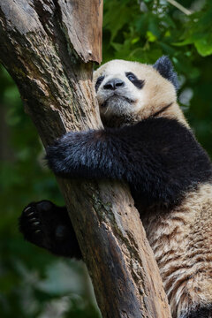 Giant Panda, Ailuropoda Melanoleuca, climbing a tree. 
New Wolong, Gengda, Sichuan, Kham Tibet