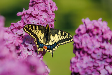 Swallowtail butterfly (Papilio machaon) nectaring on a flower with wings spread   © Rob