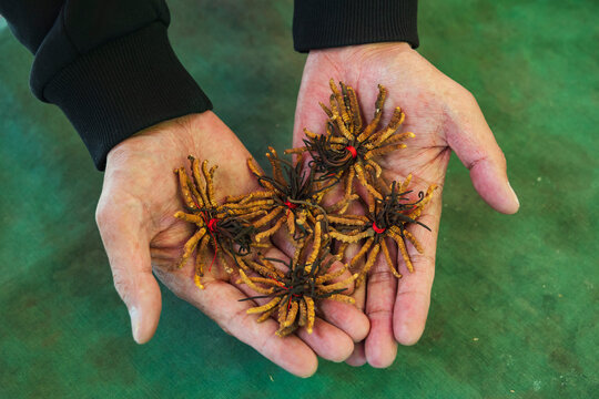 Cordyceps, a unique fusion of caterpillar and fungus when the parasitic fungus Ophiocordyceps sinensis invades the insect
