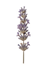 Fototapeta premium Purple lavender flower sprig isolated. Natural herbal element.