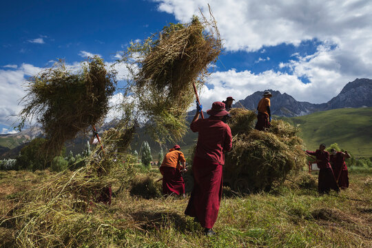 Tibetan Monks from Dajin Monastery with pitchforks, lifting cut crops in to heaps, harvesting soy beans