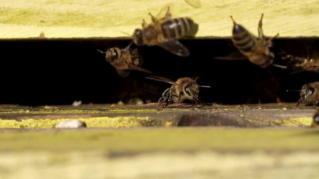 Macro shot of honey bees flying and crawling at hive entrance showing active colony behavior and pollination work