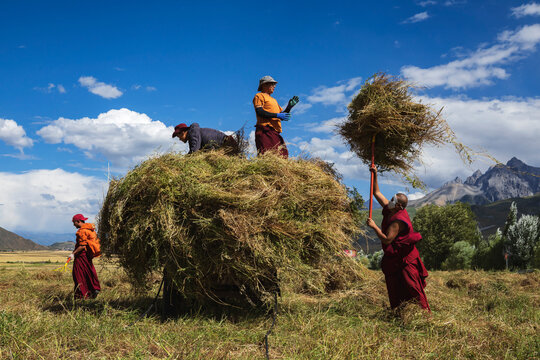 Tibetan Monks from Dajin Monastery working in the fields, harvesting soy beans.