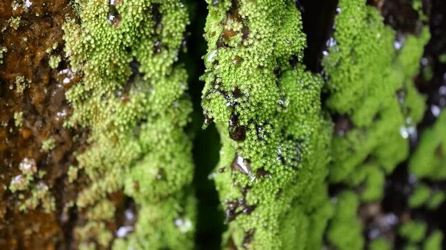 Water flowing from mossy crack in underground road, urban nature background 地下道路の苔むしたひび割れから水が流れる都市の自然背景