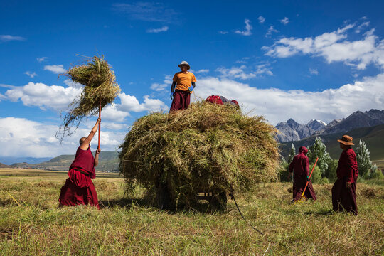 Tibetan Monks from Dajin Monastery working in the fields, harvesting soy beans.