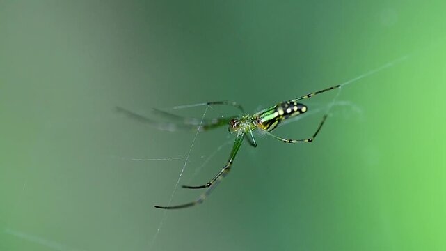 Macro view of spider weaving web in natural outdoor environment