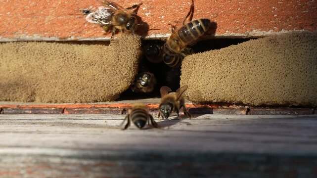 Close up slow motion of bees flying in and out of hive entrance showing pollination and beekeeping activity
