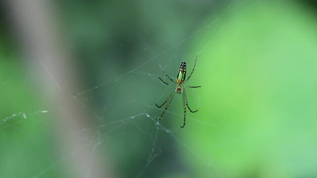 Closeup of Leucauge venusta resting on delicate web strands