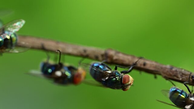 Metallic flies clustered together resting on twig in outdoor environment