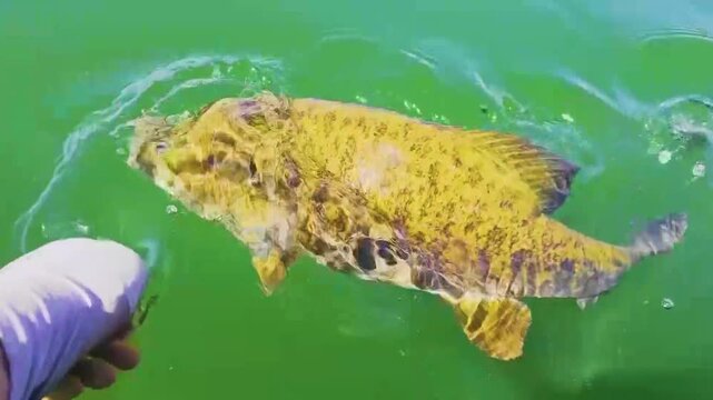 Close up of smallmouth bass being released by hand in calm green water, fish thrashes, shakes its head, then swims down below the surface, freshwater catch and release fishing scene.