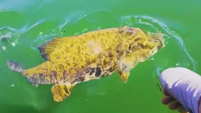 Catch and release smallmouth bass at water surface, fish shakes its head after being released by angler&rsquo;s hand and swims downward into green water, close up fishing POV footage.