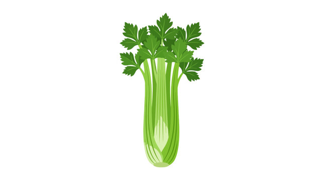 Vector illustration of fresh green celery bunch on white background