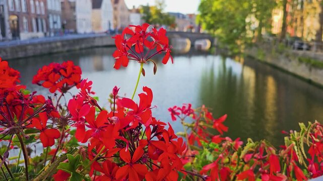 Bruges, Belgium historic canal view framed by bright red flowers, arched bridge, still water, and classic Flemish buildings, creating a picturesque old town travel scene in summer.