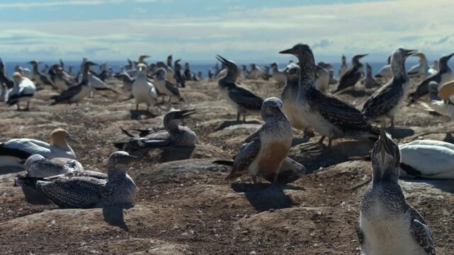 Australasian gannet colony nesting at Cape Kidnappers, New Zealand on a coastal cliff top