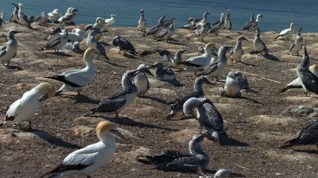 Gannets with fledglings standing and resting on rocky cliff, Cape Kidnappers, New Zealand