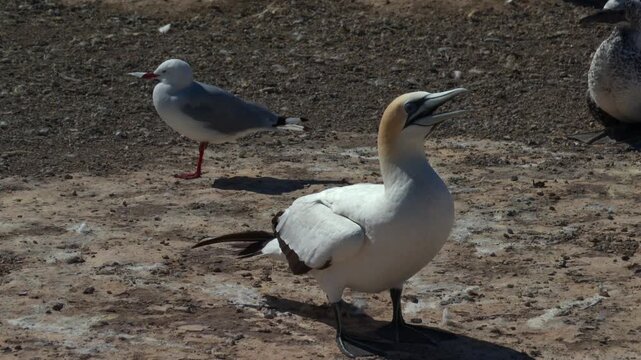 Australasian gannet calling and displaying in a colony at Cape Kidnappers, NZ