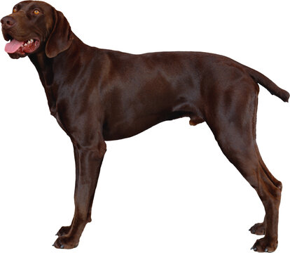 German Shorthaired Pointer dog standing in profile with solid brown coat and open mouth isolated on a plain white background