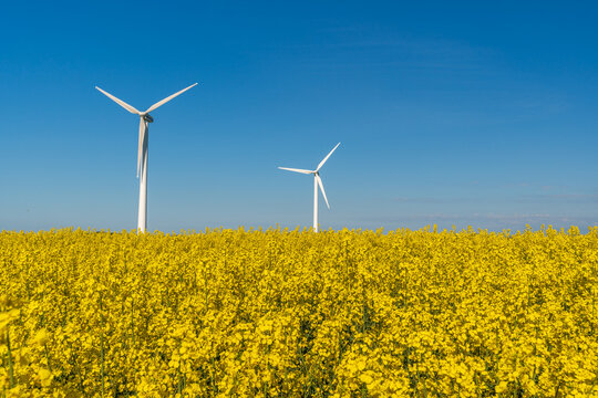 Wind Turbines Rising from Golden Rapeseed FieldsSustainable Green Energy Production in Rural Danish Landscape