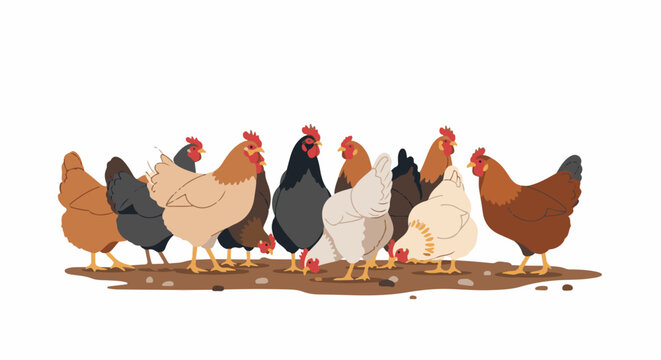Flurry of hens in various brown, black, and white colors forage