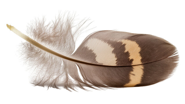Isolated natural bird feather with detailed brown and beige patterns and soft downy barbules