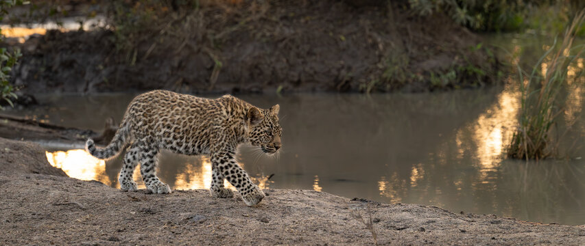 Leopard, Panthera pardus, Cub. Walking along a muddy bank beside a still body of water.