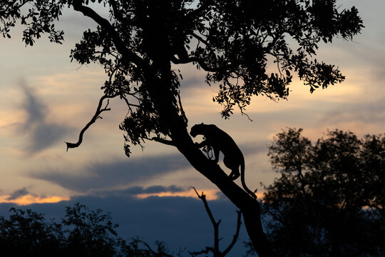 Leopard, Panthera pardus, Young Male. Silhouette of a leopard climbing a slanted tree branch against a colorful sunset sky.
