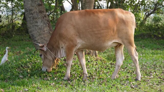 Indian cow