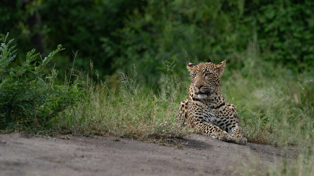 Leopard, Panthera pardus, Young Male. Resting in the grass beside a dirt track, looking off to the side at eye level.