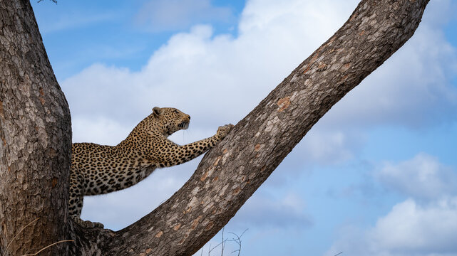 Leopard, Panthera pardus, Adult. A leopard stretches its body while standing on a thick, diagonal Marula tree branch against a blue sky.
