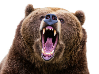 Isolated fierce brown grizzly bear roaring aggressively with open mouth and sharp teeth, front view © Niamh