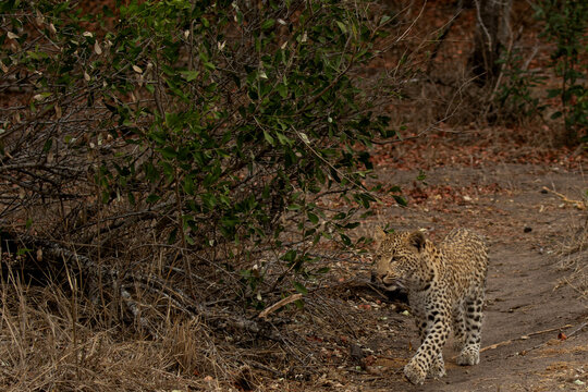 Leopard, Panthera pardus, Young Male. Walking towards the camera on a dirt game path next to thick bush.