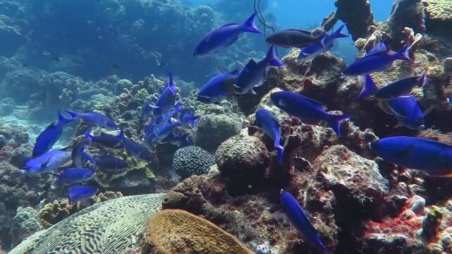 Tropical seascape, coral reef and swimming school of blue and purple tropical fish (Creole wrasse, Clepticus parrae). Marine life in the ocean, travel footage. Scuba diving, underwater video.