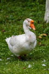 Obraz premium White domestic goose standing on green grass in natural park environment with vibrant orange beak in China